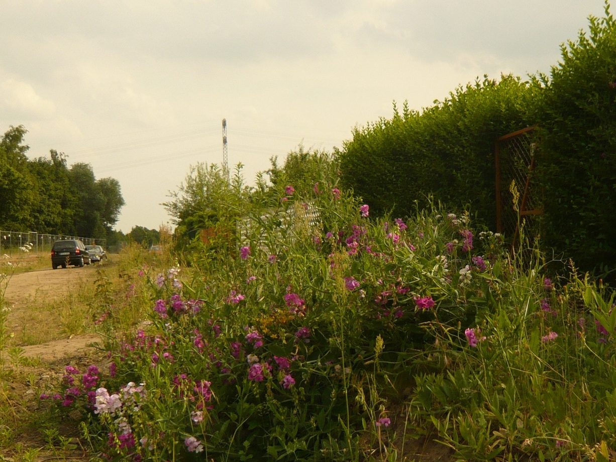 Bunte wildblühende Pflanzen neben einem Feldweg unter einem bewölkten Himmel.